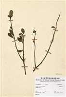 藏品(臺灣瑞香)的圖片